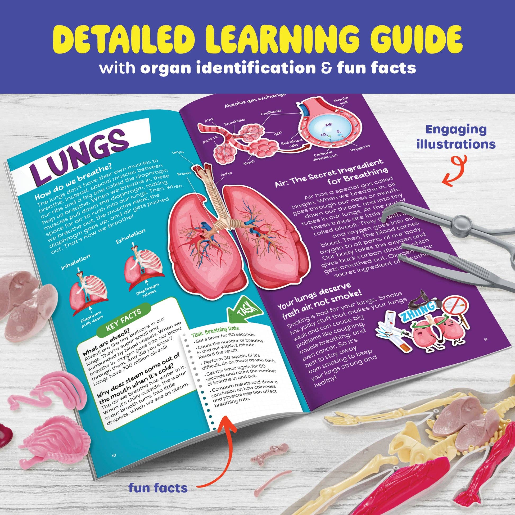 DAN & DARCI  Human Anatomy Squishy Body Model