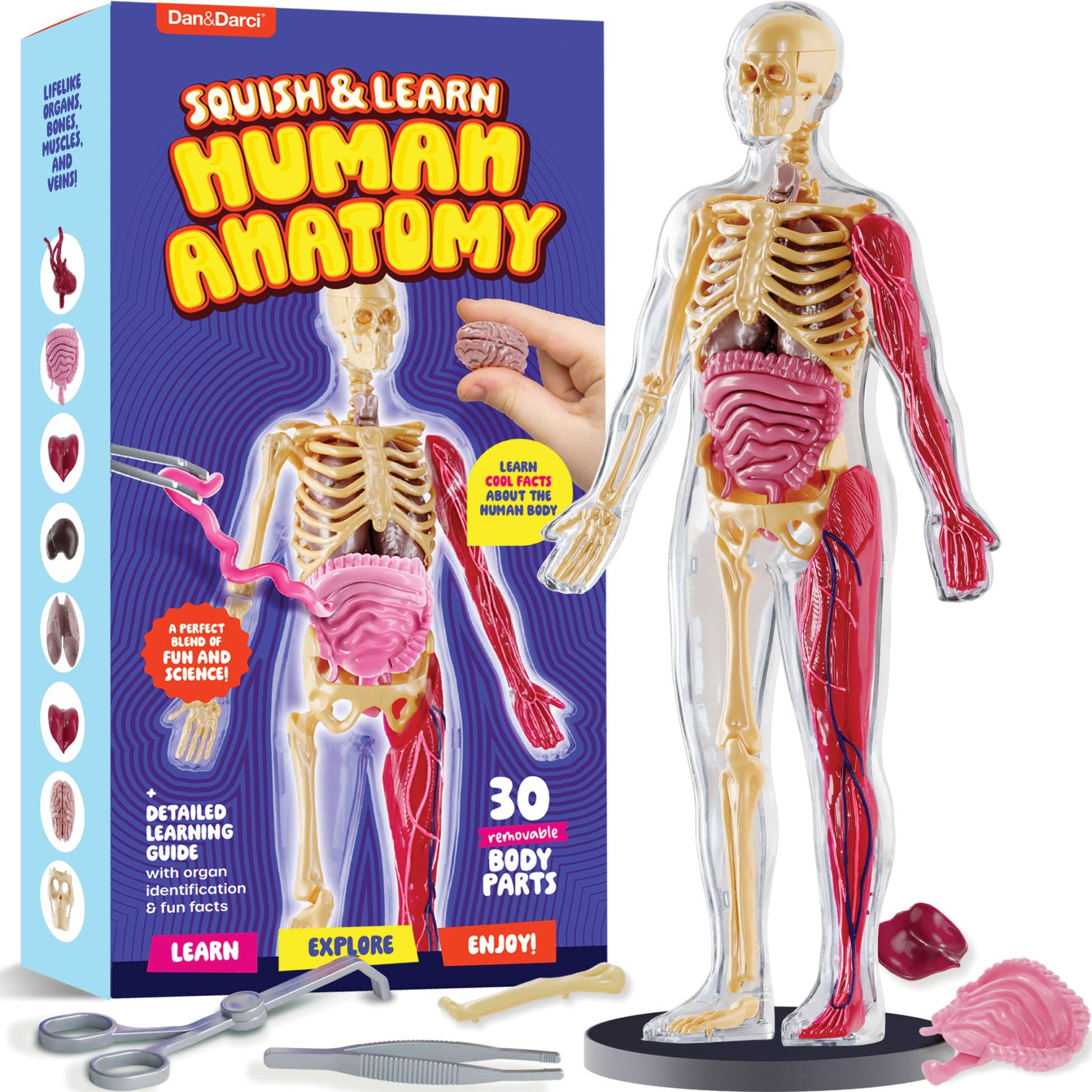 DAN & DARCI  Human Anatomy Squishy Body Model