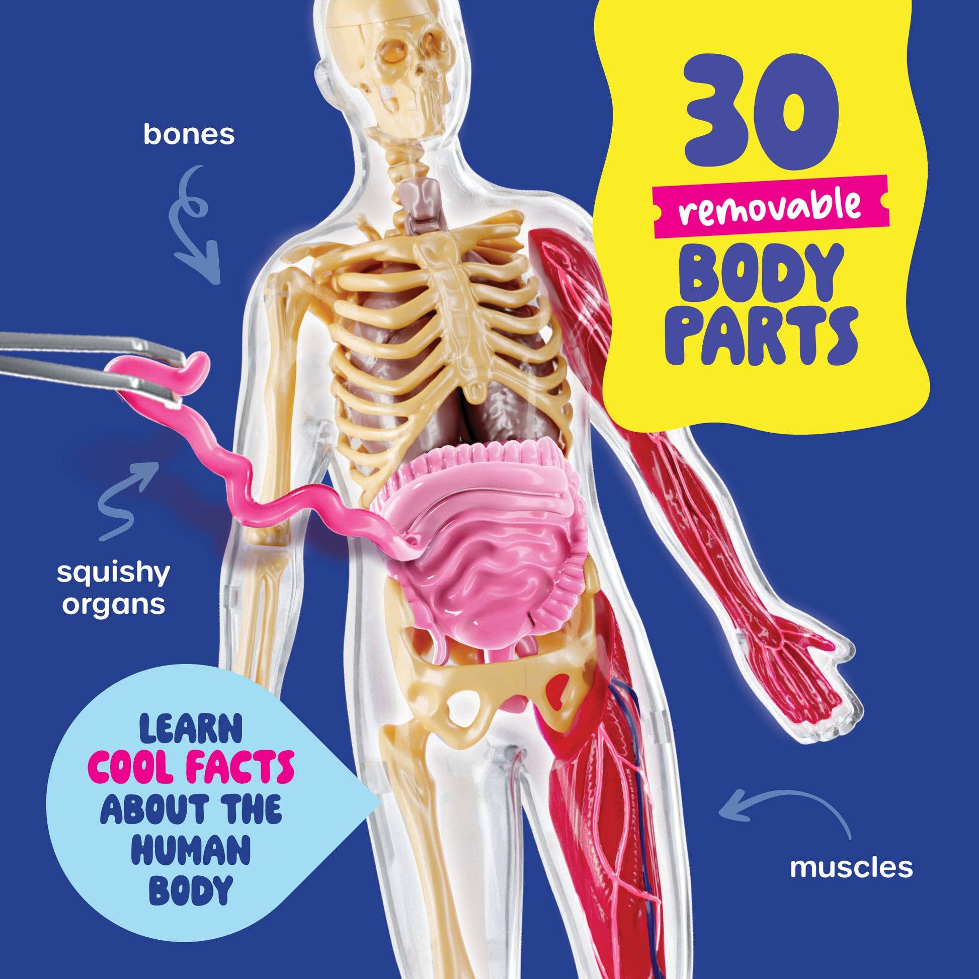 DAN & DARCI  Human Anatomy Squishy Body Model